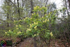 sambucus racemosa (6).jpg_product